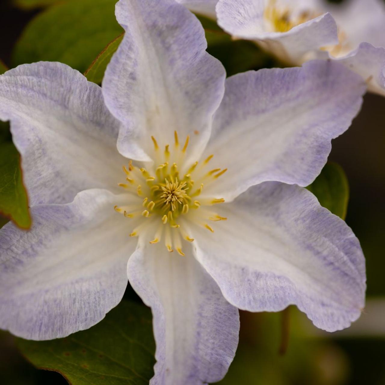 Clematis 'Yukikomachi' plant