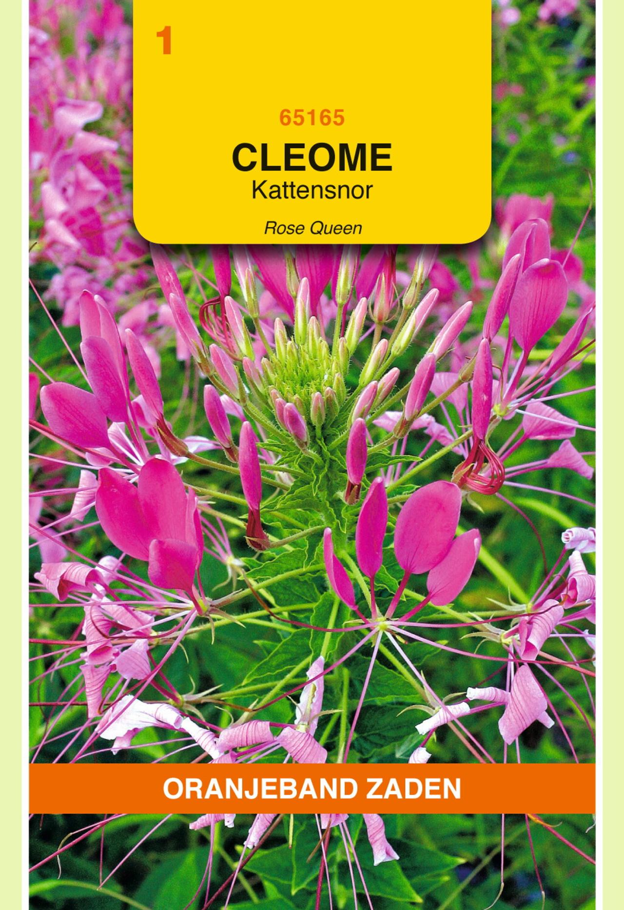 Cleome hassleriana plant