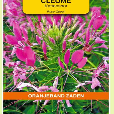 cleome-hassleriana