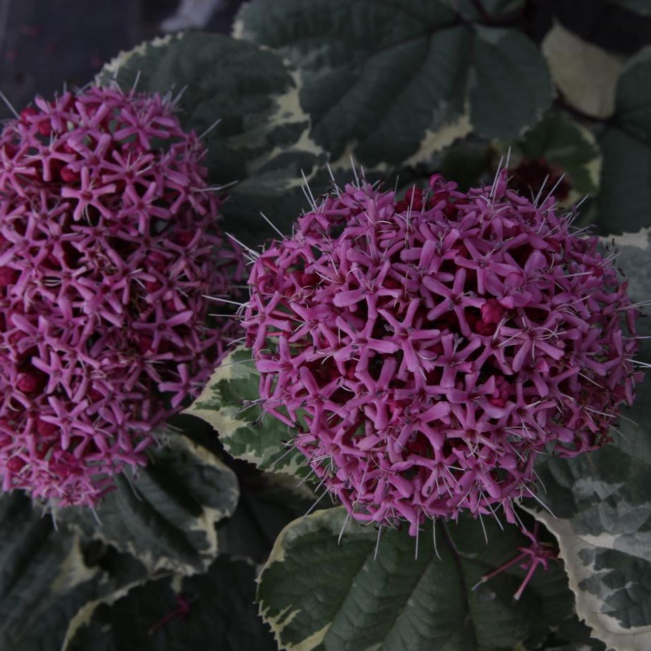 Clerodendrum bungei 'Pink Diamond' plant