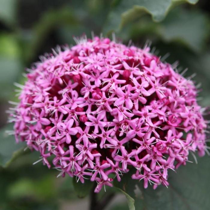 Clerodendrum bungei plant