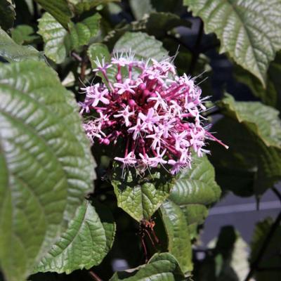 clerodendrum-bungei