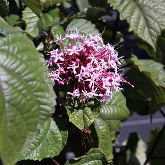 Clerodendrum bungei plant