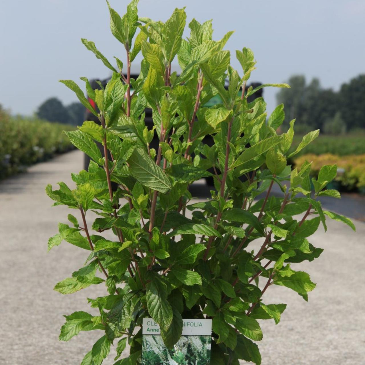 Clethra alnifolia 'Anne Bidwell' plant