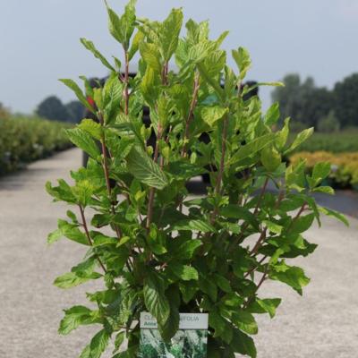 clethra-alnifolia-anne-bidwell