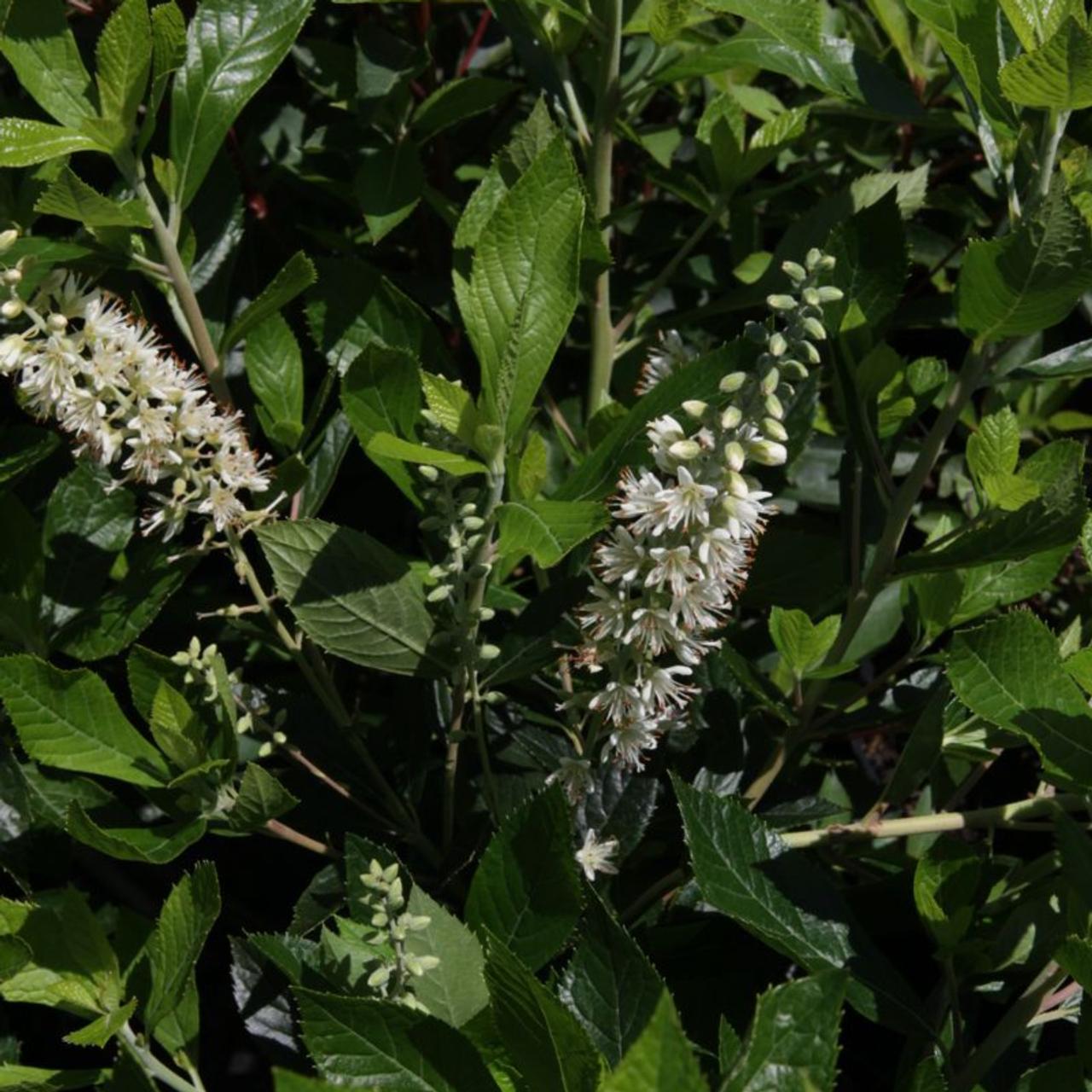 Clethra alnifolia 'Hummingbird' plant