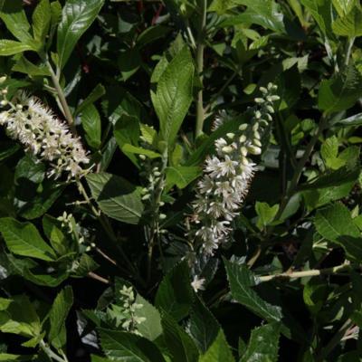 clethra-alnifolia-hummingbird