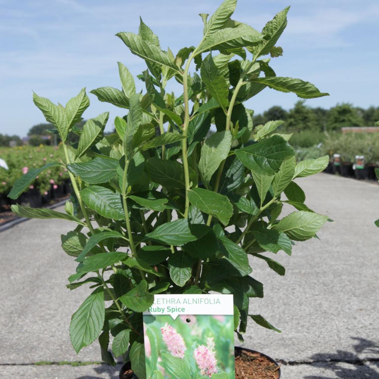 Clethra alnifolia 'Ruby Spice' plant