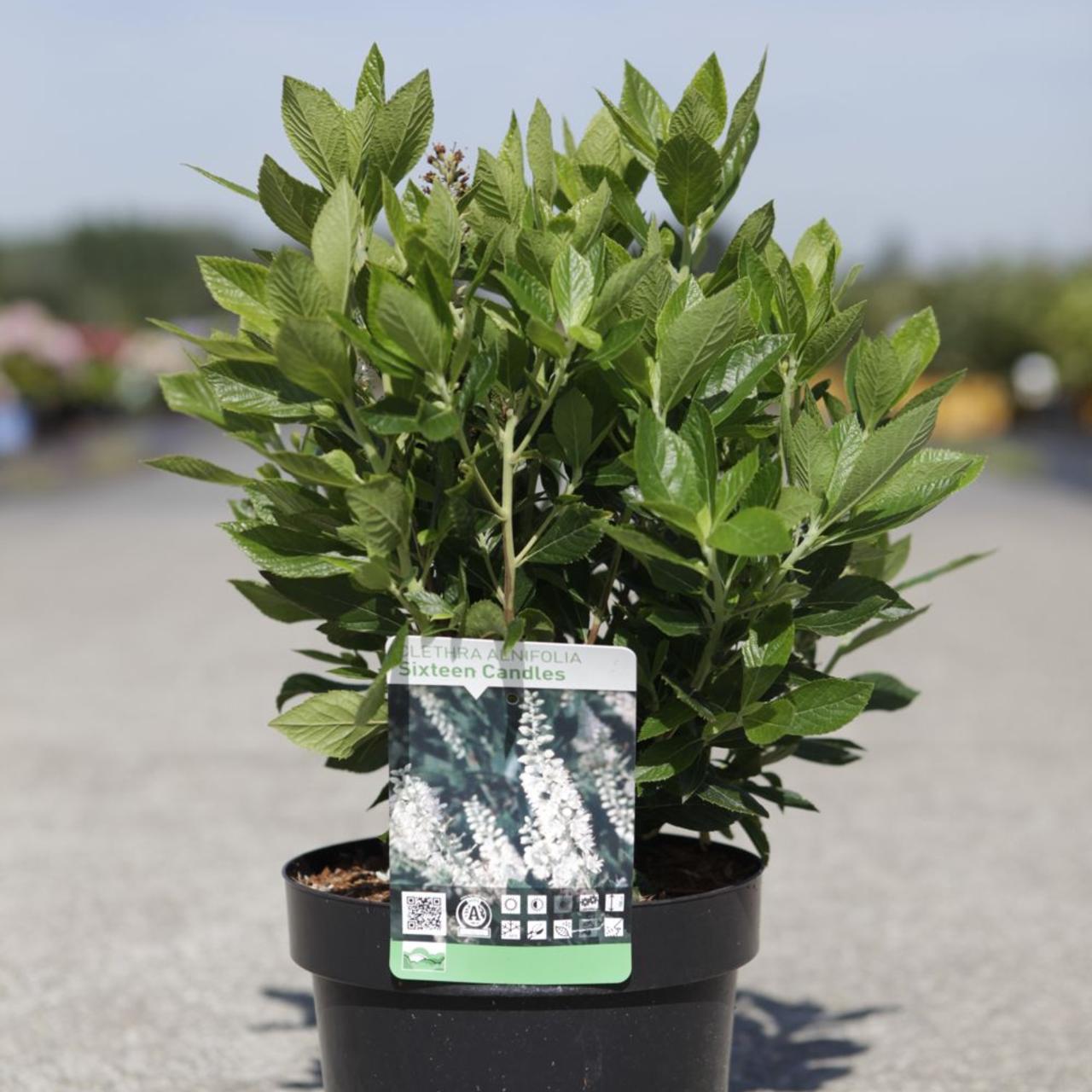 Clethra alnifolia 'Sixteen Candles' plant