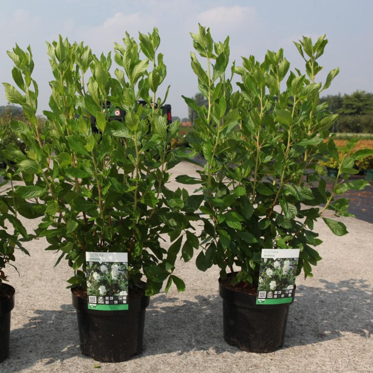 Clethra alnifolia plant