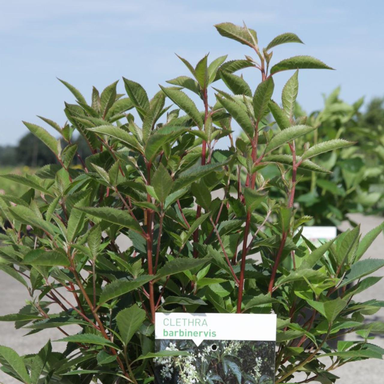 Clethra barbinervis plant