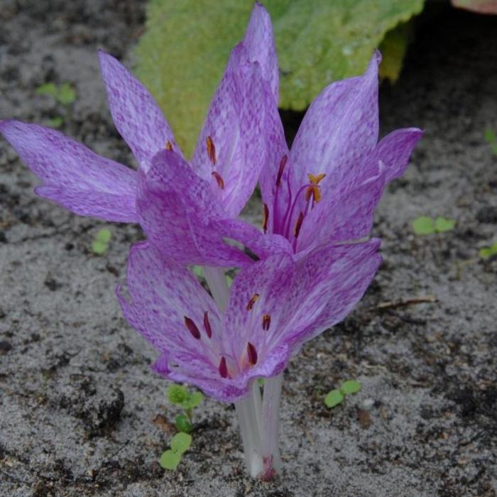 Colchicum agrippinum plant