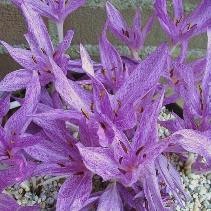 Colchicum agrippinum plant