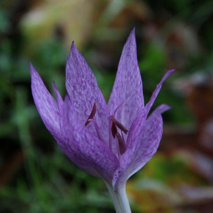 Colchicum agrippinum plant