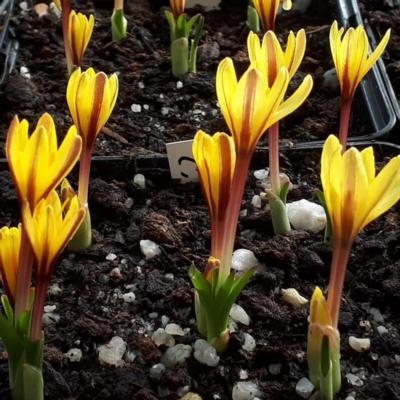 colchicum-alberti