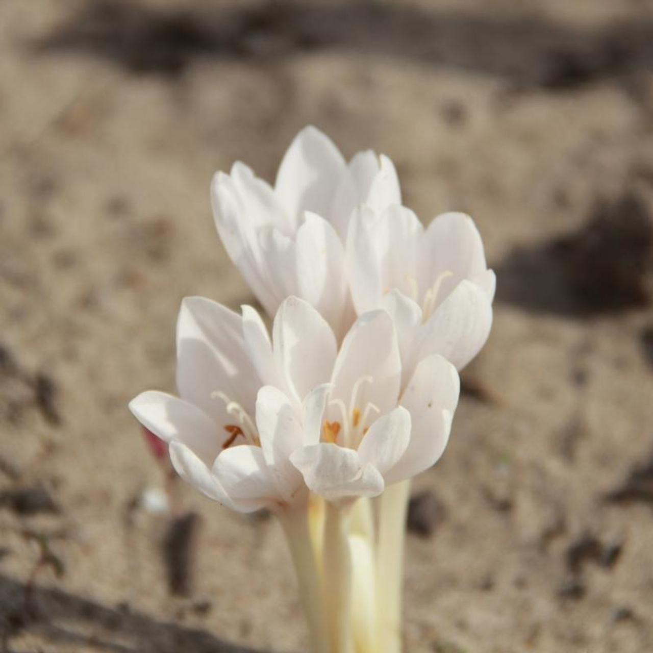 Colchicum autumnale 'Alba' plant