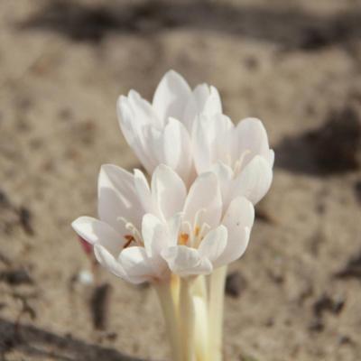 colchicum-autumnale-alba