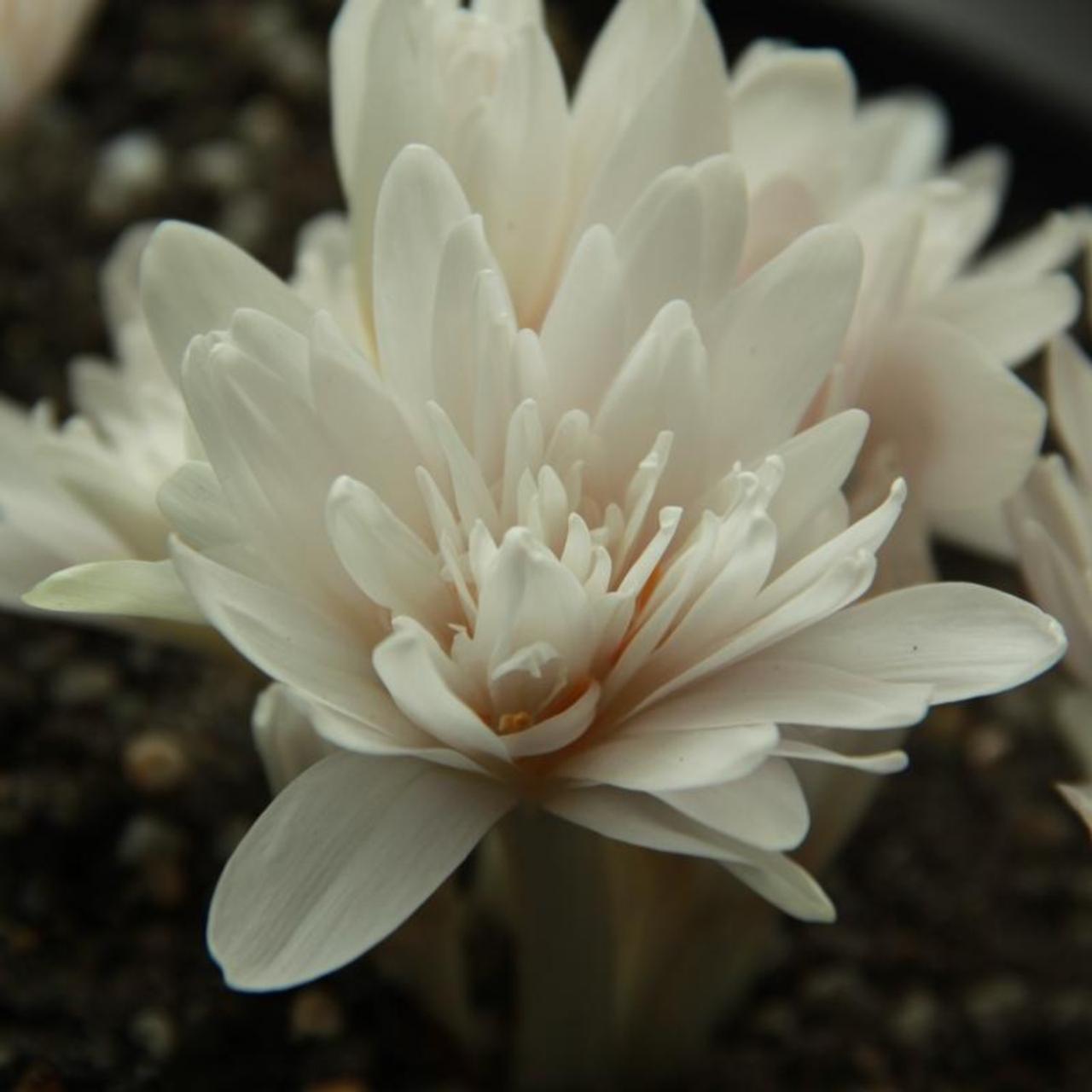 Colchicum autumnale 'Alboplenum' plant