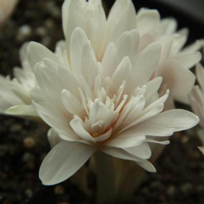 colchicum-autumnale-alboplenum