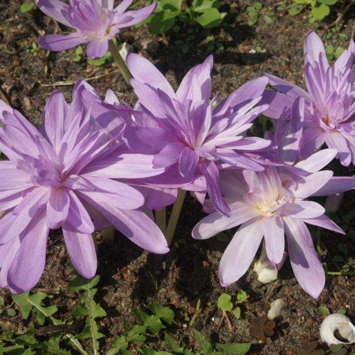 Colchicum autumnale 'Waterlily' plant