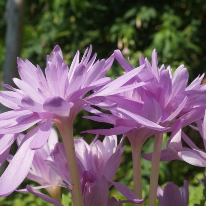 Colchicum autumnale 'Waterlily' plant