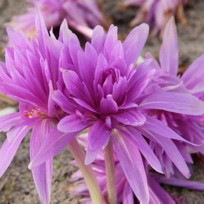 Colchicum autumnale 'Waterlily' plant