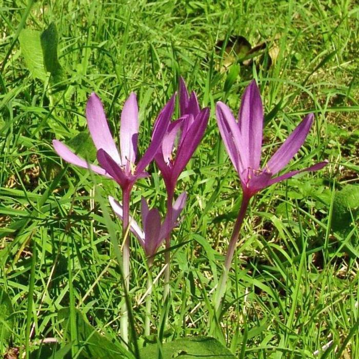 Colchicum autumnale plant