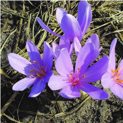 colchicum-autumnale