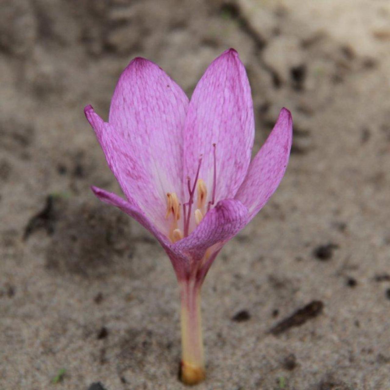 Colchicum bivonae 'Disraeli' plant