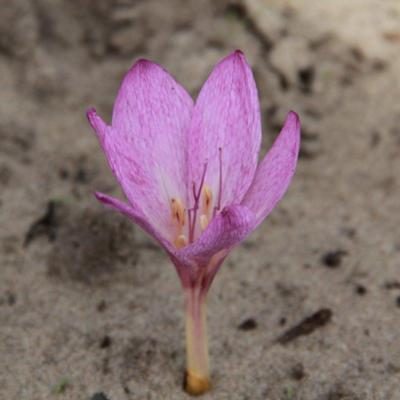 colchicum-bivonae-disraeli