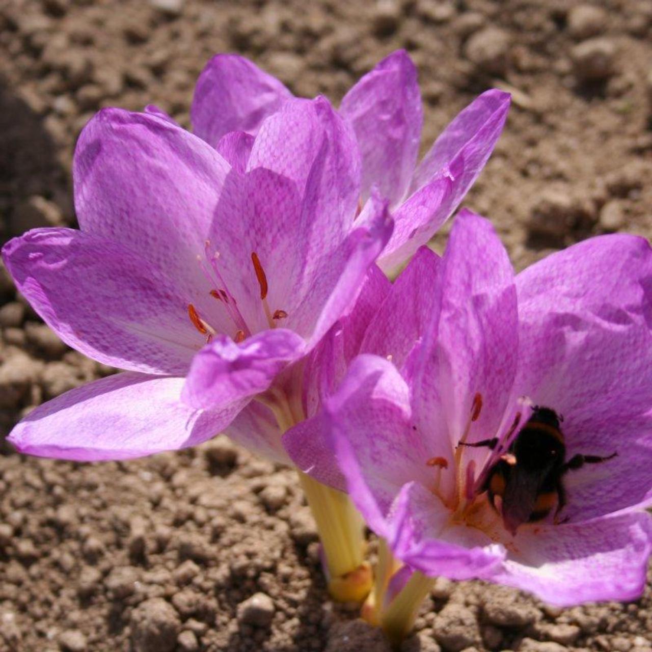 Colchicum bivonae 'Vesta' plant