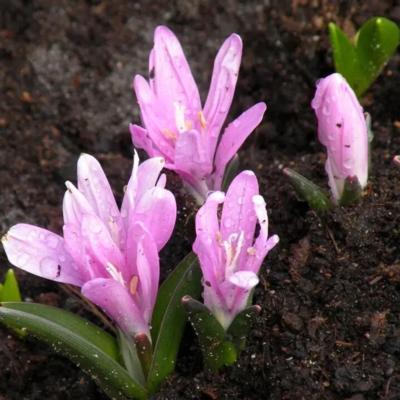colchicum-bulbocodium