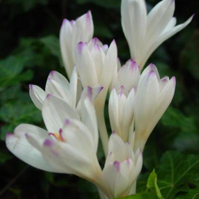 colchicum-byzantinum-innocence