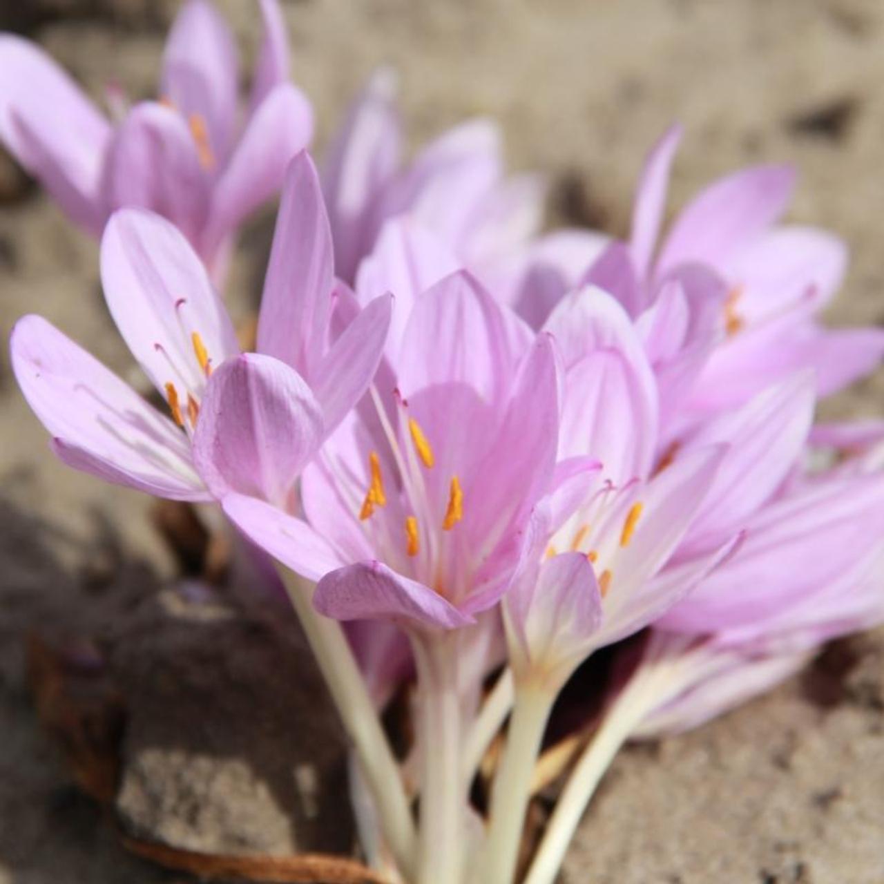 Colchicum byzantinum plant