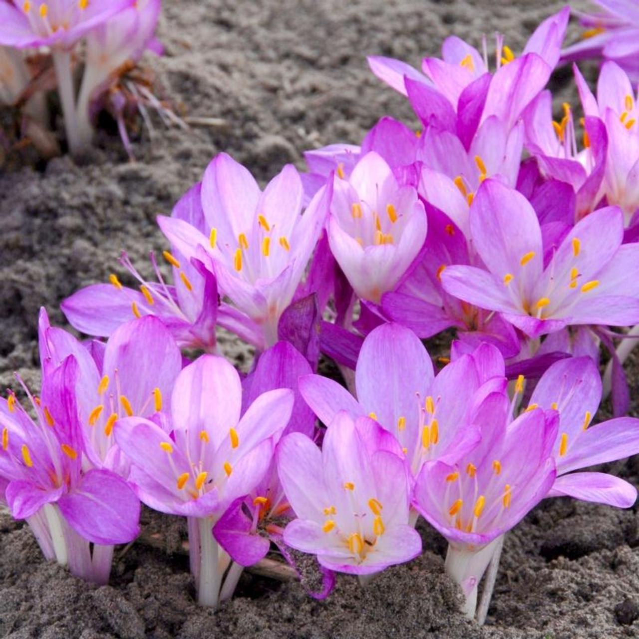 Colchicum cilicium 'Purpureum' plant