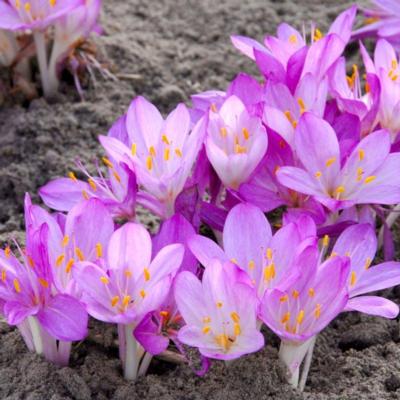 colchicum-cilicium-purpureum