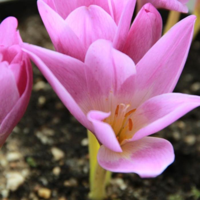 Colchicum giganteum plant