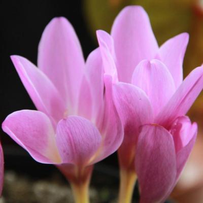 colchicum-giganteum