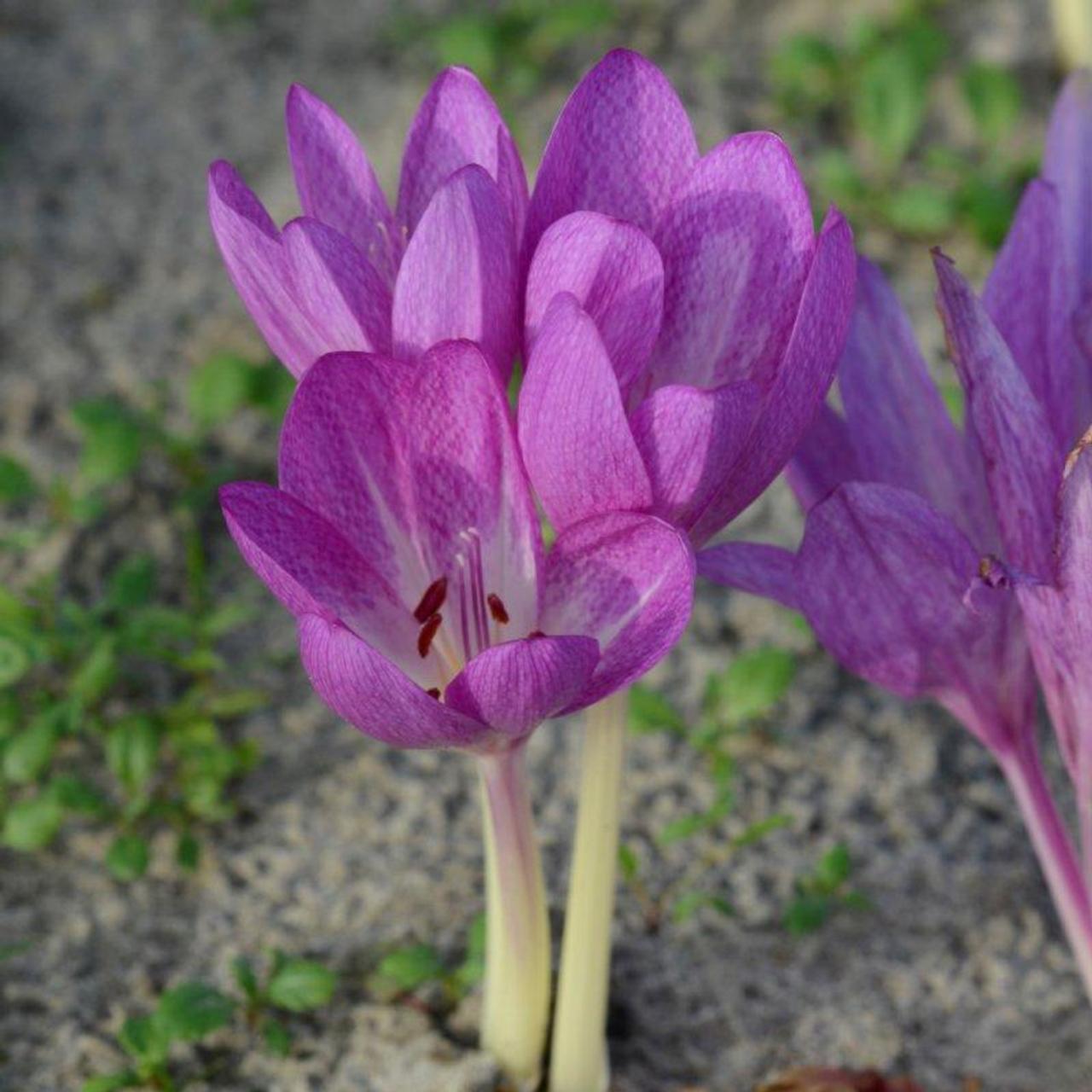 Colchicum 'Glory of Heemstede' plant