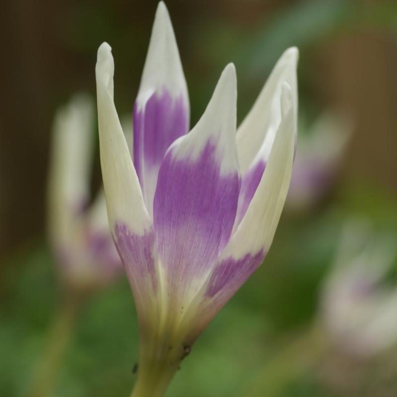 Colchicum 'Harlekijn' plant