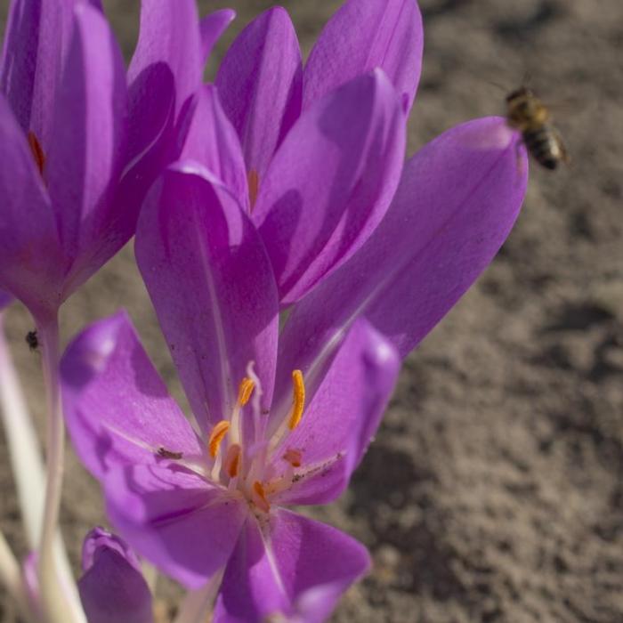 Colchicum 'Lilac Wonder' plant