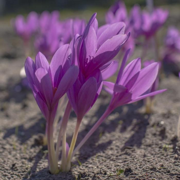 Colchicum 'Lilac Wonder' plant