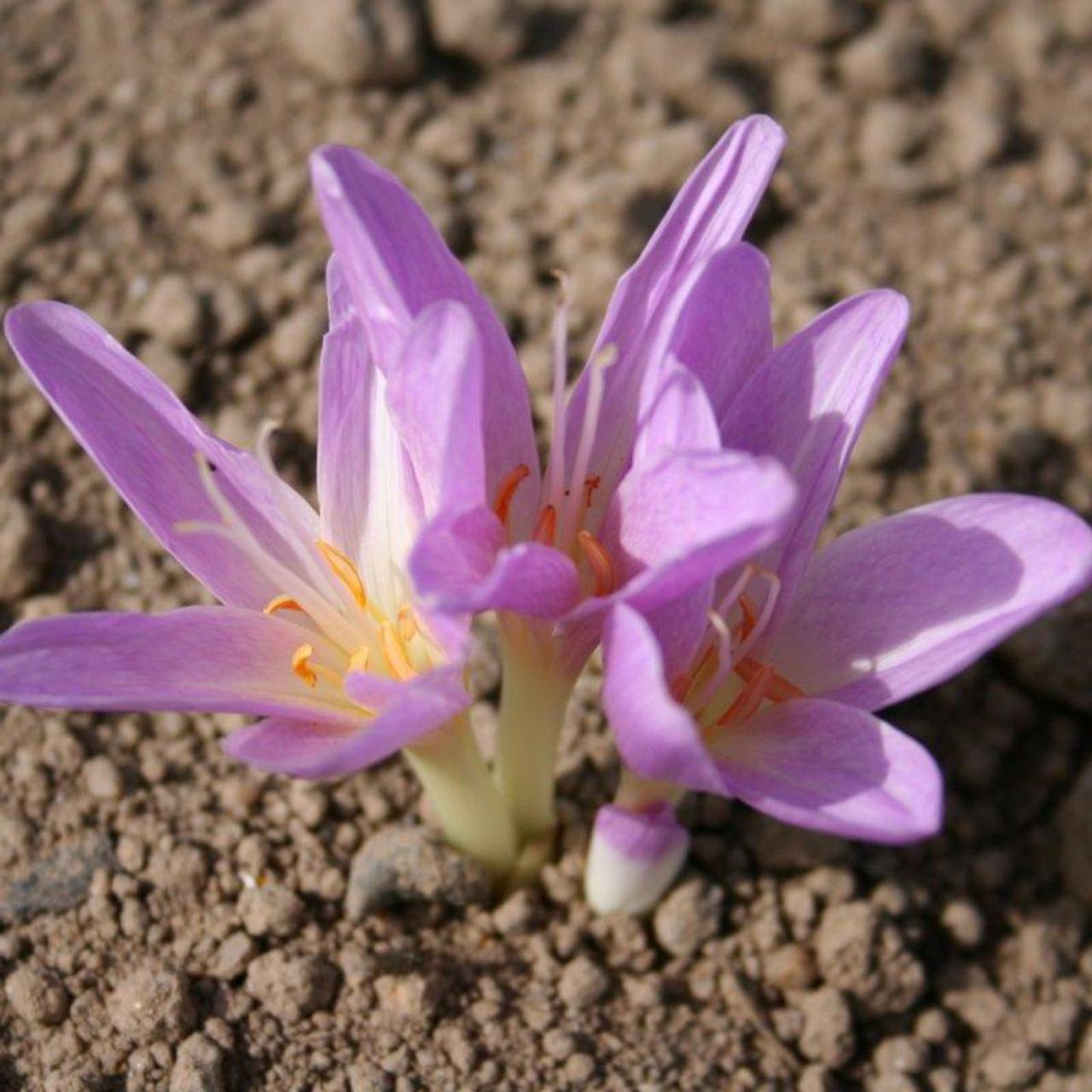 Colchicum 'Lysimachus' plant