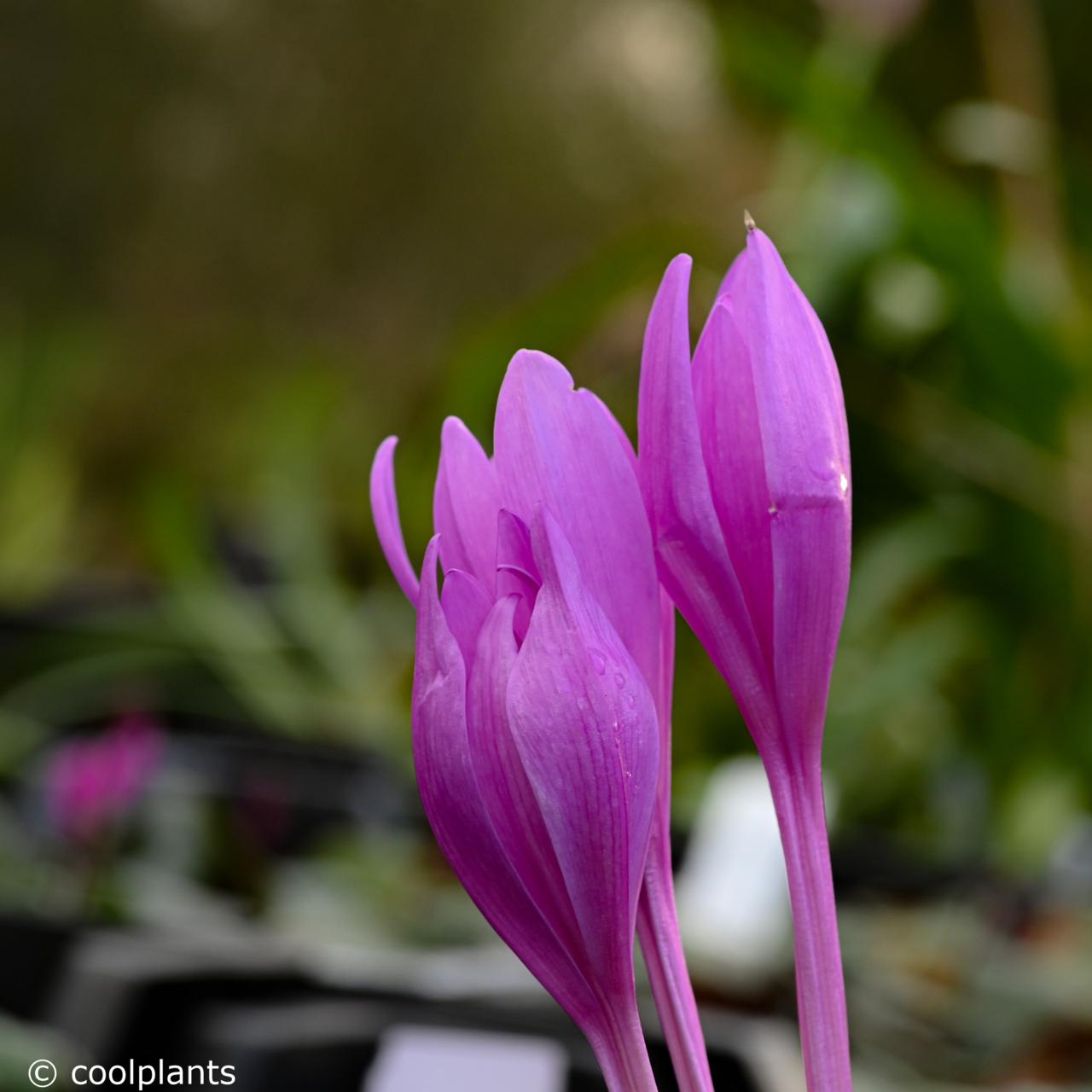 Colchicum pannonicum plant