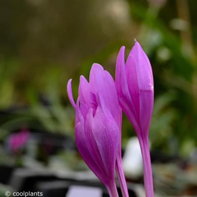 colchicum-pannonicum