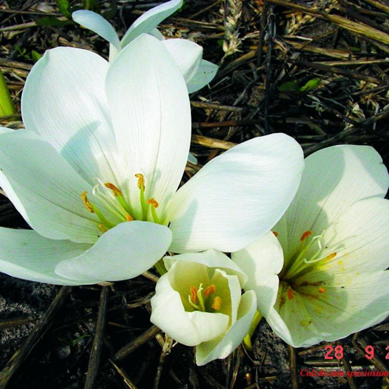 Colchicum speciosum 'Album' plant