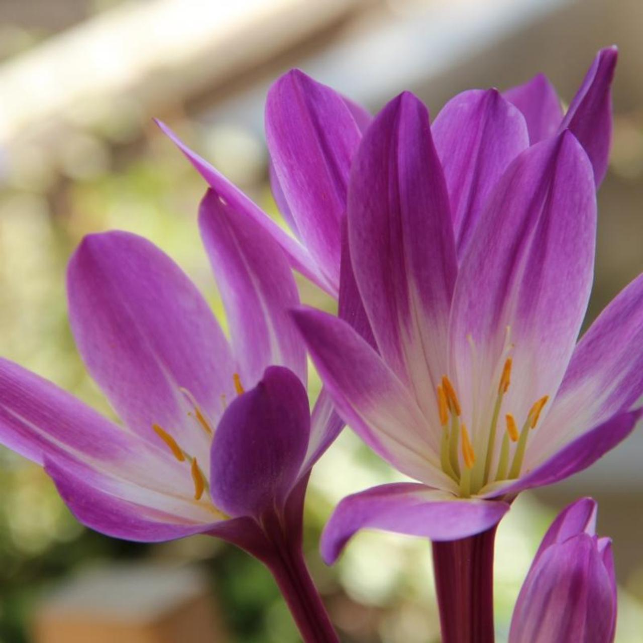 Colchicum speciosum 'Atrorubens' plant