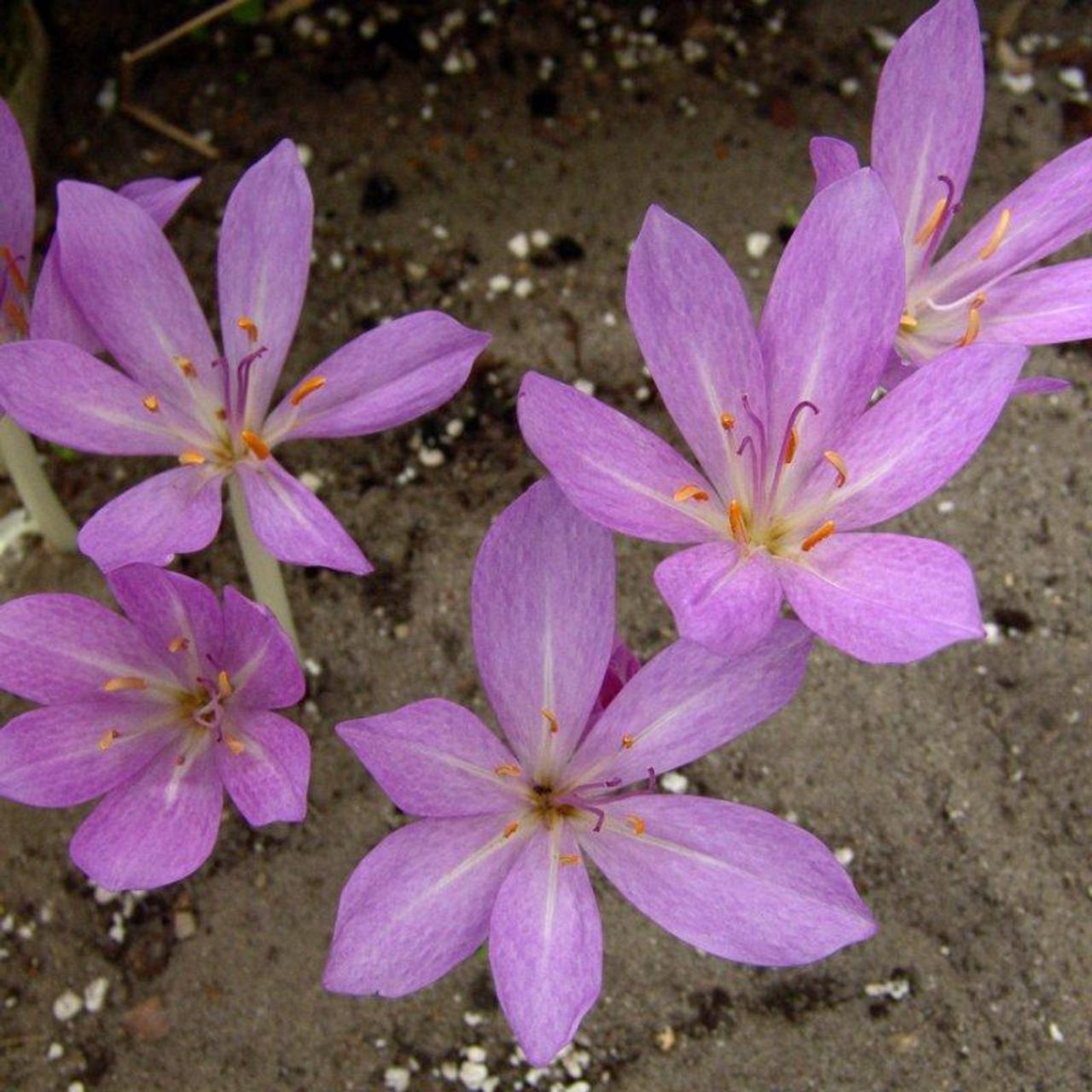 Colchicum tenorii plant