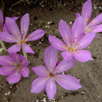 colchicum-tenorii