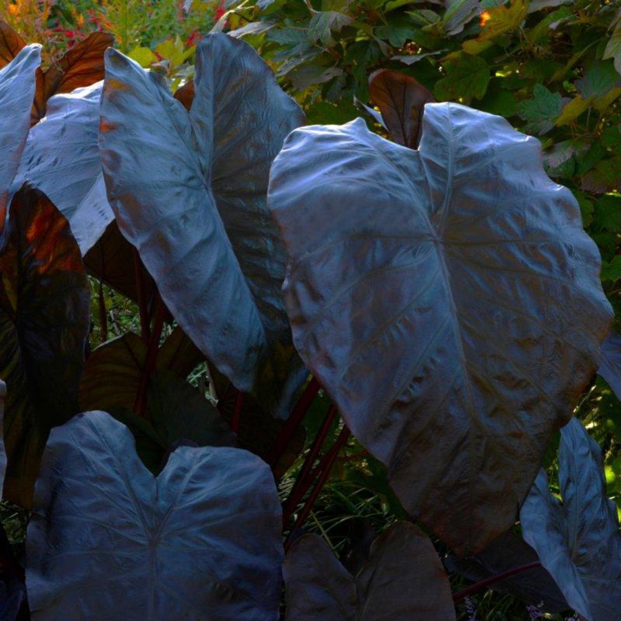 Colocasia esculenta 'Black Coral' plant